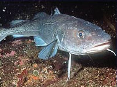 Pacific cod AFSC Education
