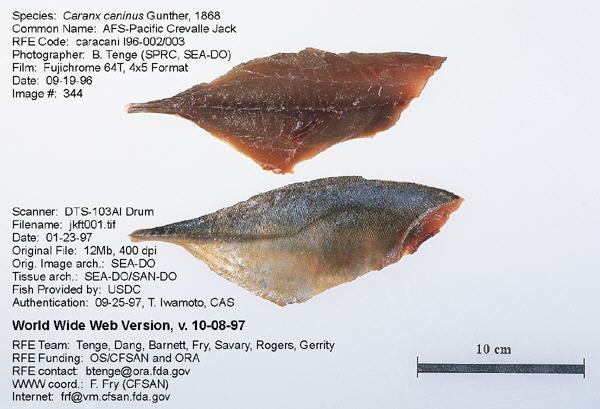 Pacific crevalle jack Regulatory Fish Encyclopedia RFE gt RFE Page 1 for ltigtCaranx