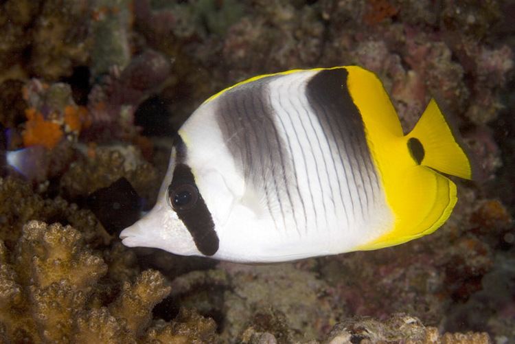 Pacific double-saddle butterflyfish Photos of butterflyfishes Chaetodontidae