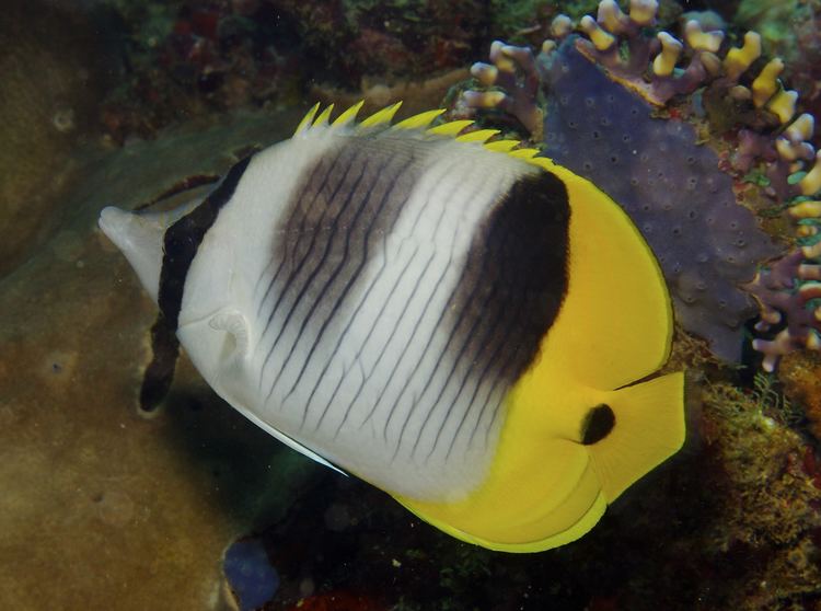 Pacific double-saddle butterflyfish FileChaetodon ulietensis Pacific Doublesaddle Butterflyfish by