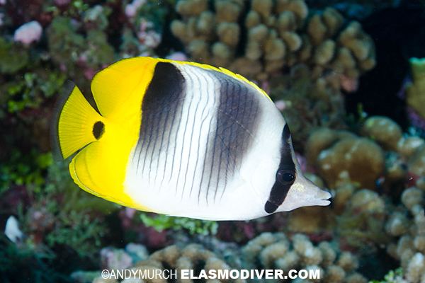Pacific double-saddle butterflyfish Pacific Double Saddle Butterflyfish pictures images of Chaetodon