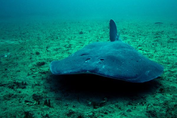 Pacific electric ray Tetronarce californica Pacific electric ray Torpedo californica