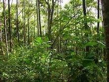 Pacific Equatorial Forest httpsuploadwikimediaorgwikipediacommonsthu