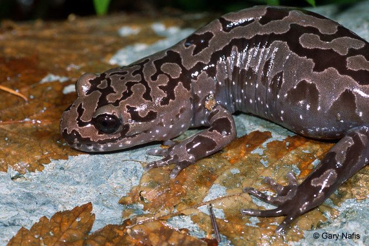 Pacific giant salamander Dicamptodon tenebrosus Pacific Giant Salamander Discover Life