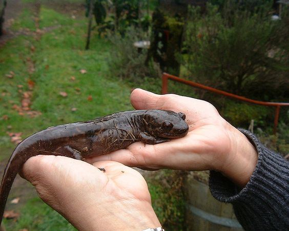 Pacific giant salamander Pacific Giant Salamander My kids have caught these before