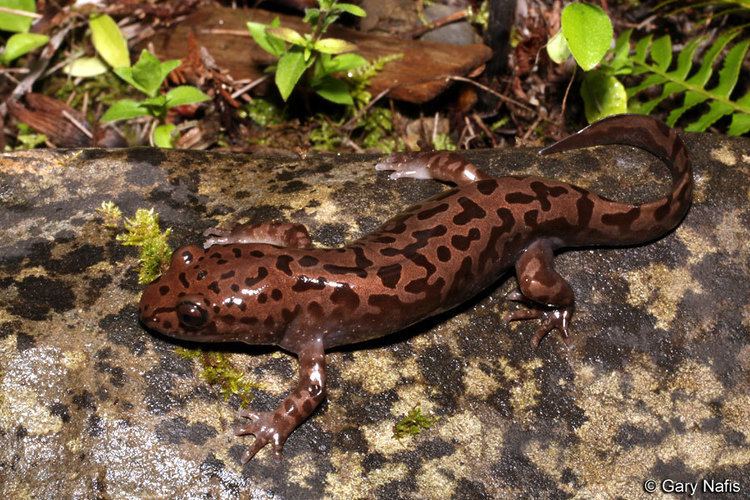 Pacific giant salamander Coastal Giant Salamander Dicamptodon tenebrosus