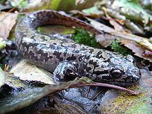 Pacific giant salamander httpsuploadwikimediaorgwikipediacommonsthu