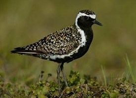 Pacific golden plover Pacific GoldenPlover Identification All About Birds Cornell Lab
