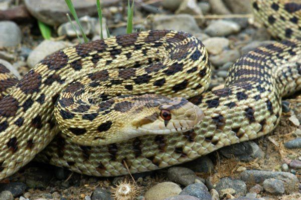 Pacific gopher snake Wild Herps Gopher Snake Pituophis catenifer