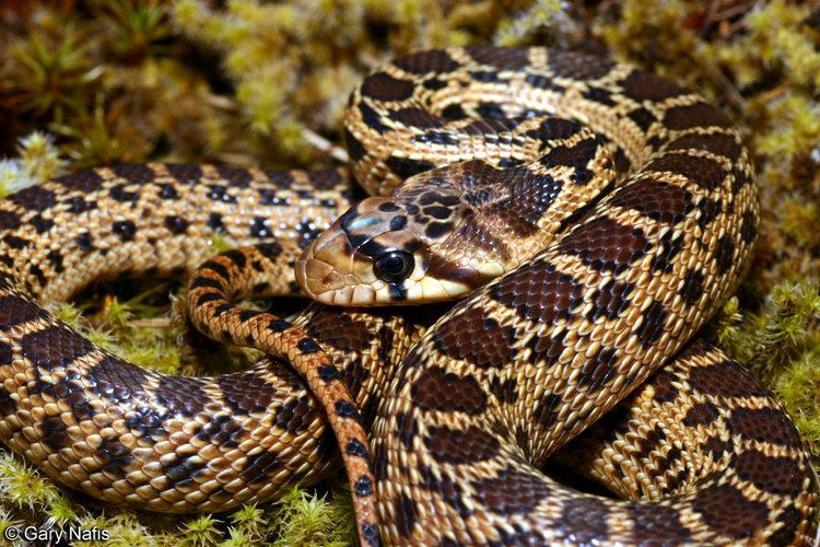 Pacific gopher snake Pacific Gopher Snake Pituophis catenifer catenifer