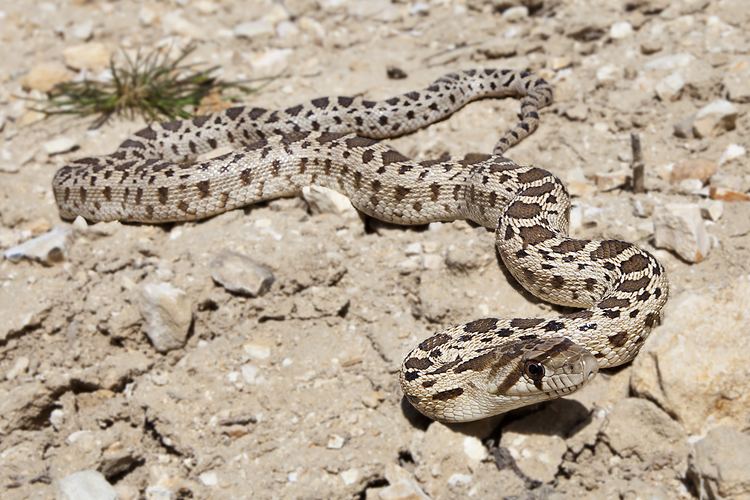 Pacific gopher snake Pacific gopher snake Wikipedia