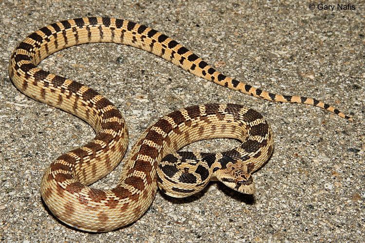 Pacific gopher snake Gopher Snakes found in California