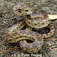 Pacific gopher snake wwwcaliforniaherpscomsnakesimthxpccateniferty