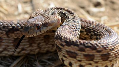 Pacific gopher snake Pacific Gopher Snake Pituophis Catenifer