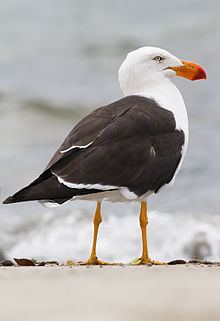 Pacific gull httpsuploadwikimediaorgwikipediacommonsthu