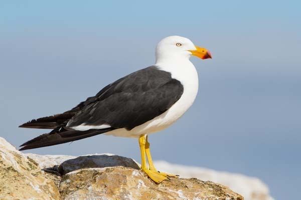 Pacific gull Pacific Gull Larus pacificus