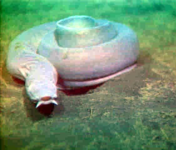 Pacific hagfish wwwaquariumofpacificorgimagesolcPAchagfishjpg