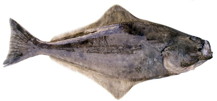 Pacific halibut Bottomfish Identification Guide Pacific Halibut Hippoglossus