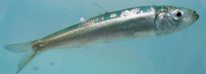 Pacific herring Facts Pacific Herring