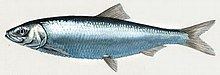 Pacific herring Pacific herring Wikipedia