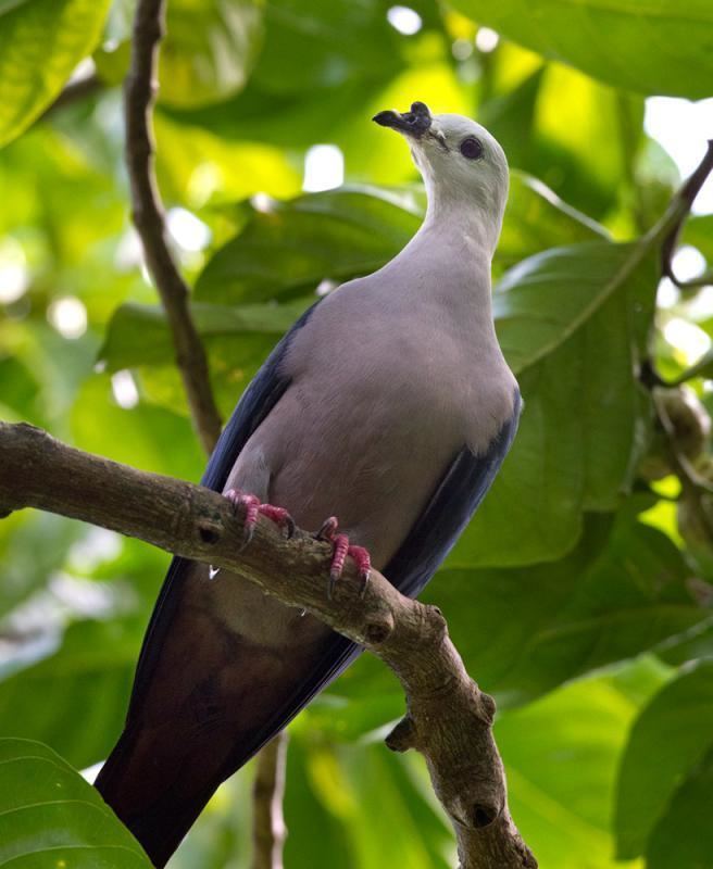 Pacific imperial pigeon Pacific Imperialpigeon Ducula pacifica videos photos and sound
