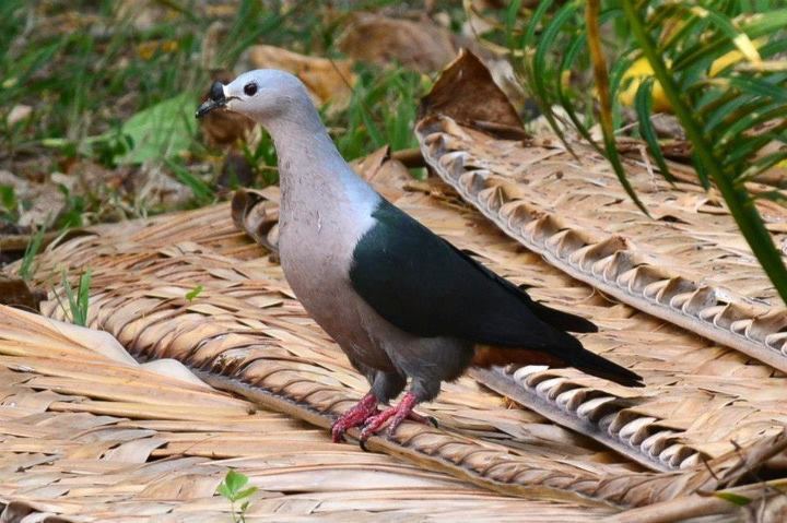 Pacific imperial pigeon Pacific Imperialpigeon Birds of New Caledonia iNaturalistorg