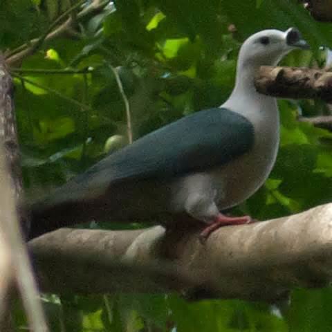 Pacific imperial pigeon More on Ducula pacifica Pacific Pigeon