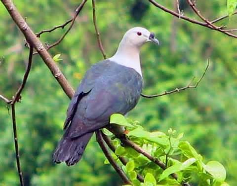 Pacific imperial pigeon wwwtaenoscomimgITISDuculapacificaPacificPi