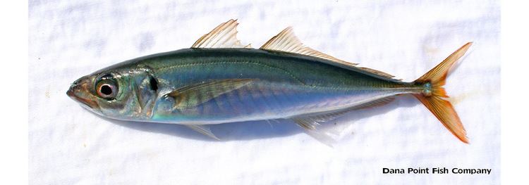 Pacific jack mackerel Jack Mackerel Trachurus Symmetricus Dana Point Fish Company