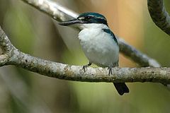 Pacific kingfisher httpsuploadwikimediaorgwikipediacommonsthu