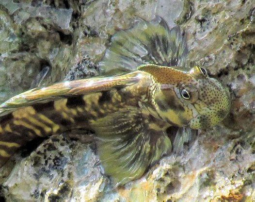 Pacific leaping blenny Pacific Leaping Blenny Has No Legs yet Leaps Video Guardian