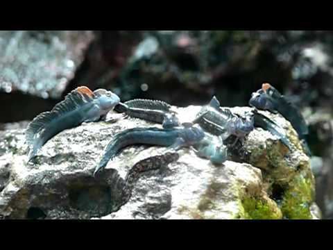 Pacific leaping blenny Leaping blenny YouTube