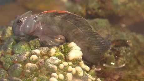 Pacific leaping blenny The Extraordinary Lifestyle of the Pacific Leaping Blenny Paperblog