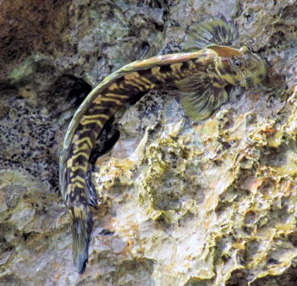 Pacific leaping blenny Pacific Leaping Blenny Study Sheds More Light on Life of Legless