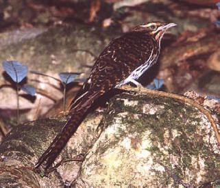 Pacific long-tailed cuckoo Long Tailed Cuckoo Tiritiri Matangi Project