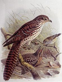 Pacific long-tailed cuckoo httpsuploadwikimediaorgwikipediacommonsthu