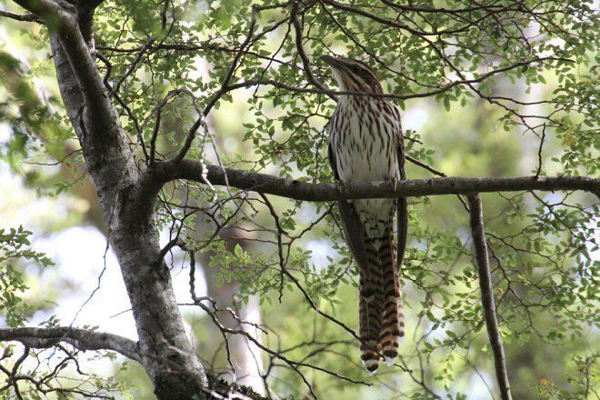 Pacific long-tailed cuckoo Oriental Bird Club Image Database Photographers