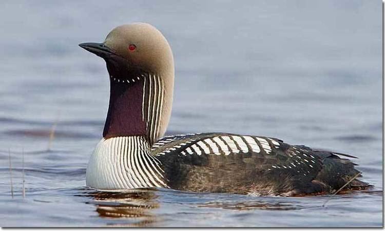 Pacific loon Identification of Pacific Loon
