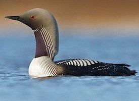 Pacific loon Pacific Loon Identification All About Birds Cornell Lab of