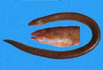 Pacific mud eel wwwfishbaseseimagesthumbnailsjpgtnPyasou1jpg