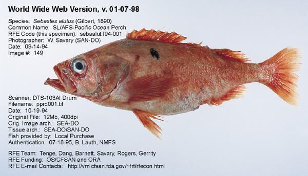 Pacific ocean perch Regulatory Fish Encyclopedia RFE gt RFE Page 1 for ltigtSebastes