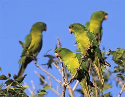 Pacific parakeet - Alchetron, The Free Social Encyclopedia
