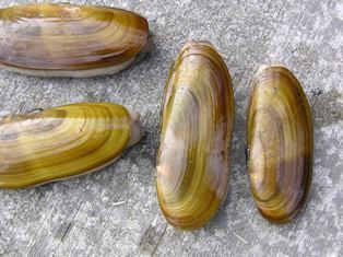 Pacific razor clam Pacific Northwest Boating News Upcoming razor clam digs could be