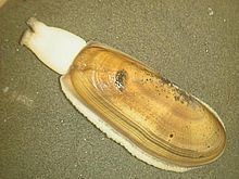 Pacific razor clam httpsuploadwikimediaorgwikipediacommonsthu