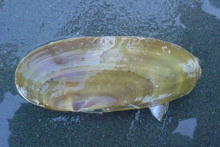 Pacific razor clam Siliqua patula