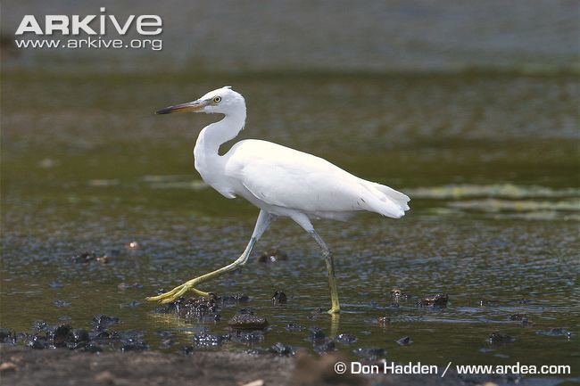 Pacific reef heron Pacific reefegret photo Egretta sacra G138814 ARKive