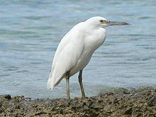 Pacific reef heron httpsuploadwikimediaorgwikipediacommonsthu