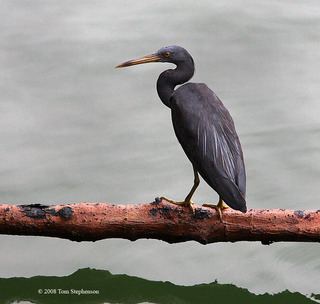 Pacific reef heron Egretta sacra Pacific ReefEgret Discover Life mobile