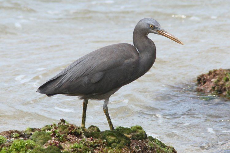 Pacific reef heron Pacific reef heron Wikiwand