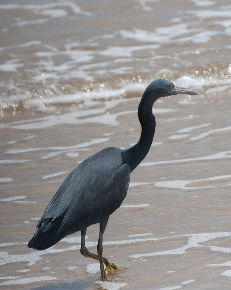 Pacific reef heron Pacific ReefHeron